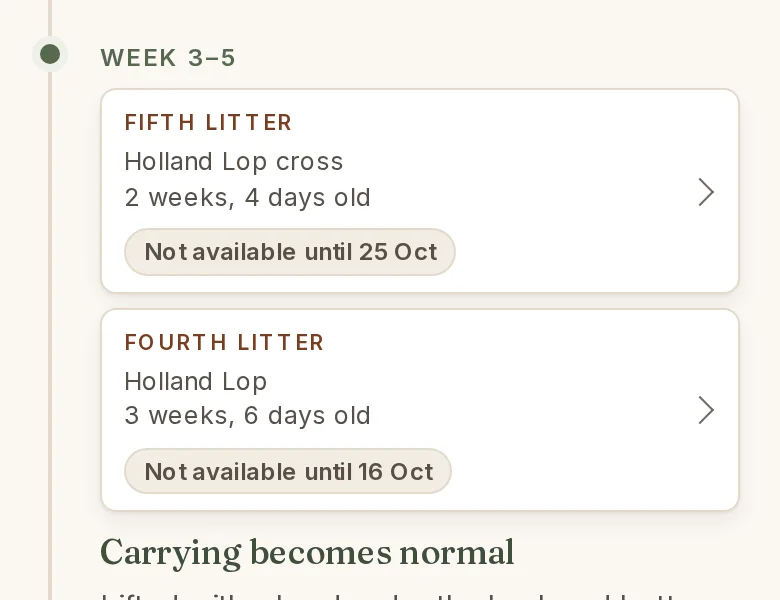 Before: two litter cards under Week 3 to 5, each ending with Not available until and a date.