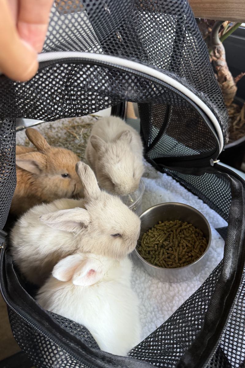 Three young Holland Lop rabbits inside a mesh travel carrier with a bowl of pellets and fresh hay