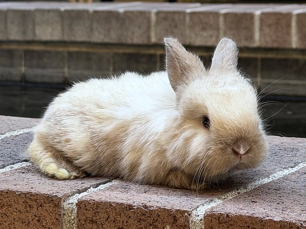 Cloud, a sable point Holland Lop cross