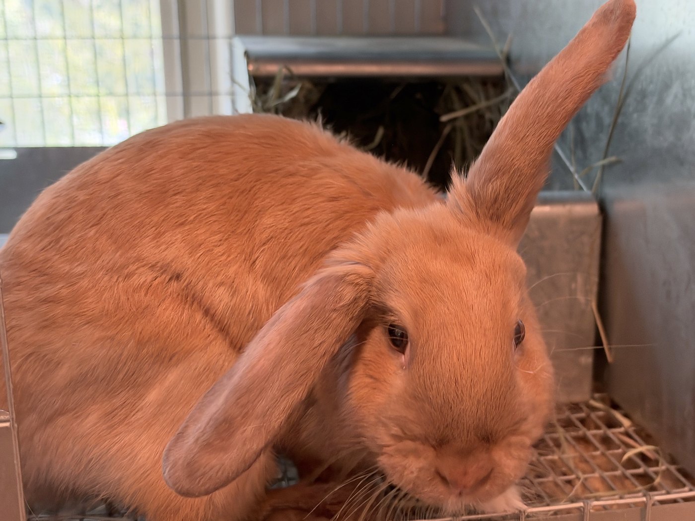 Saffron, grown, one ear up and one ear down, in her cage beside her nest box