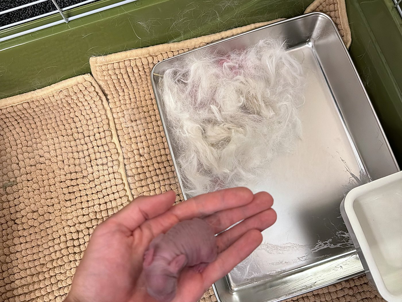 A newborn rabbit in William's hand above a metal tray lined with pulled fur, inside a green cage