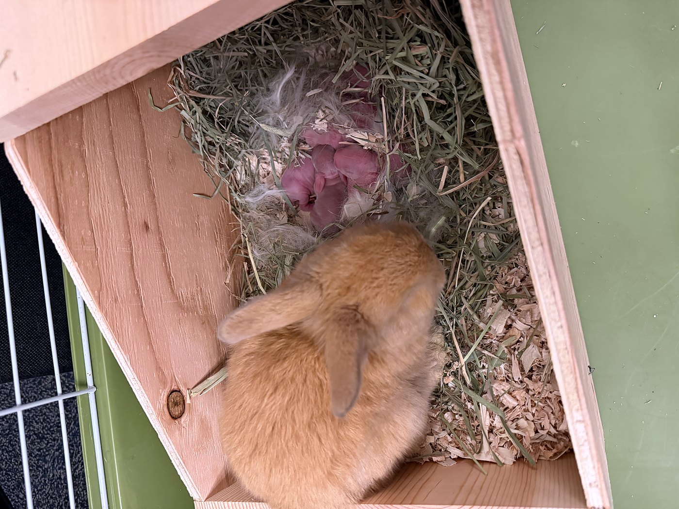 Newborn rabbits curled together in a hay and fur nest box, with a month-old fawn rabbit from the previous litter beside them