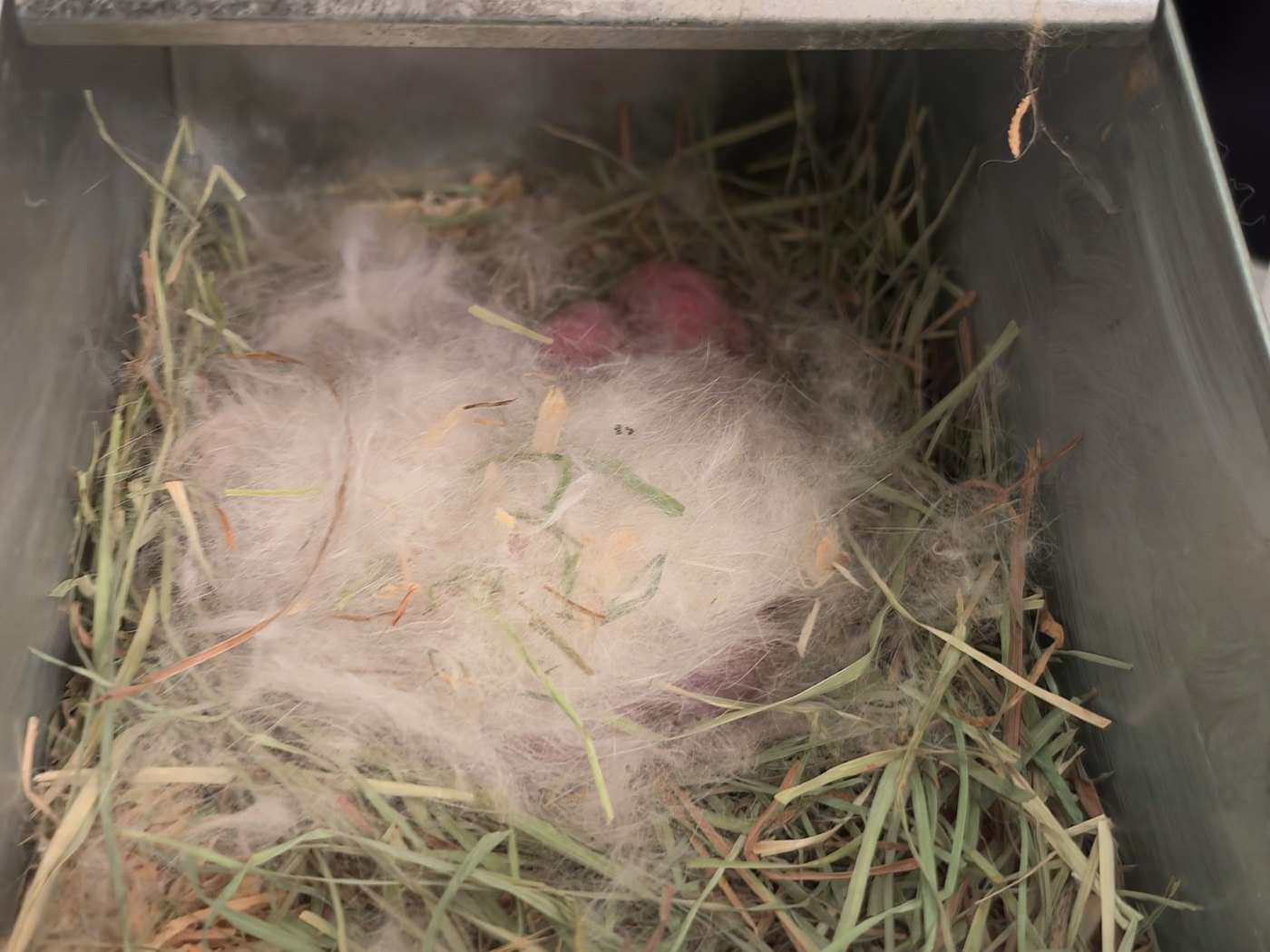 The nest box on the day they were born: hay, and a mound of pulled fur with two newborn rabbits showing through it