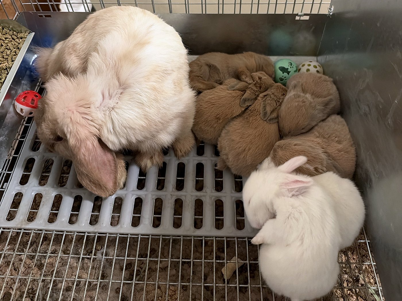 Fourteen-day-old rabbits out of the nest box on the cage floor, five fawn in a heap and two white curled together, beside a grown rabbit
