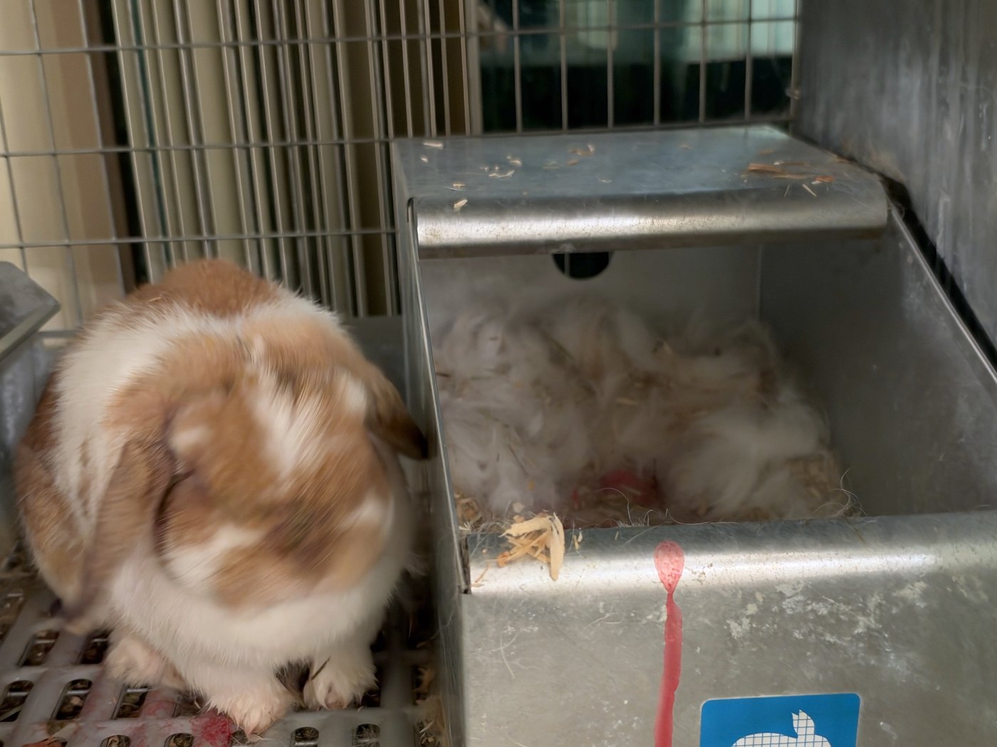 Tango, a broken orange Holland Lop, beside her metal nest box