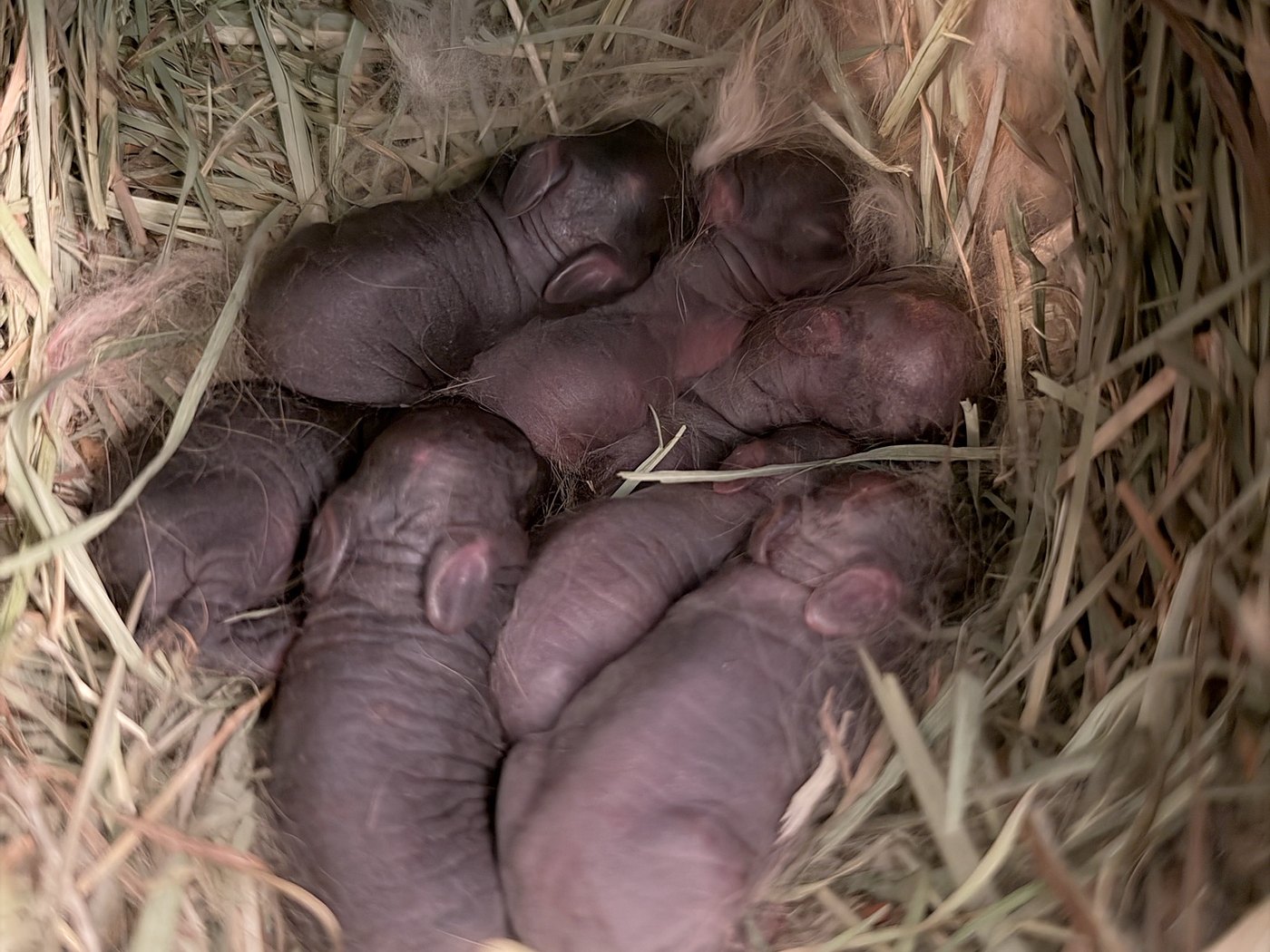Seven newborn rabbits, hairless and dark, curled together in the hay of the nest box, tufts of their mother's pulled fur around them