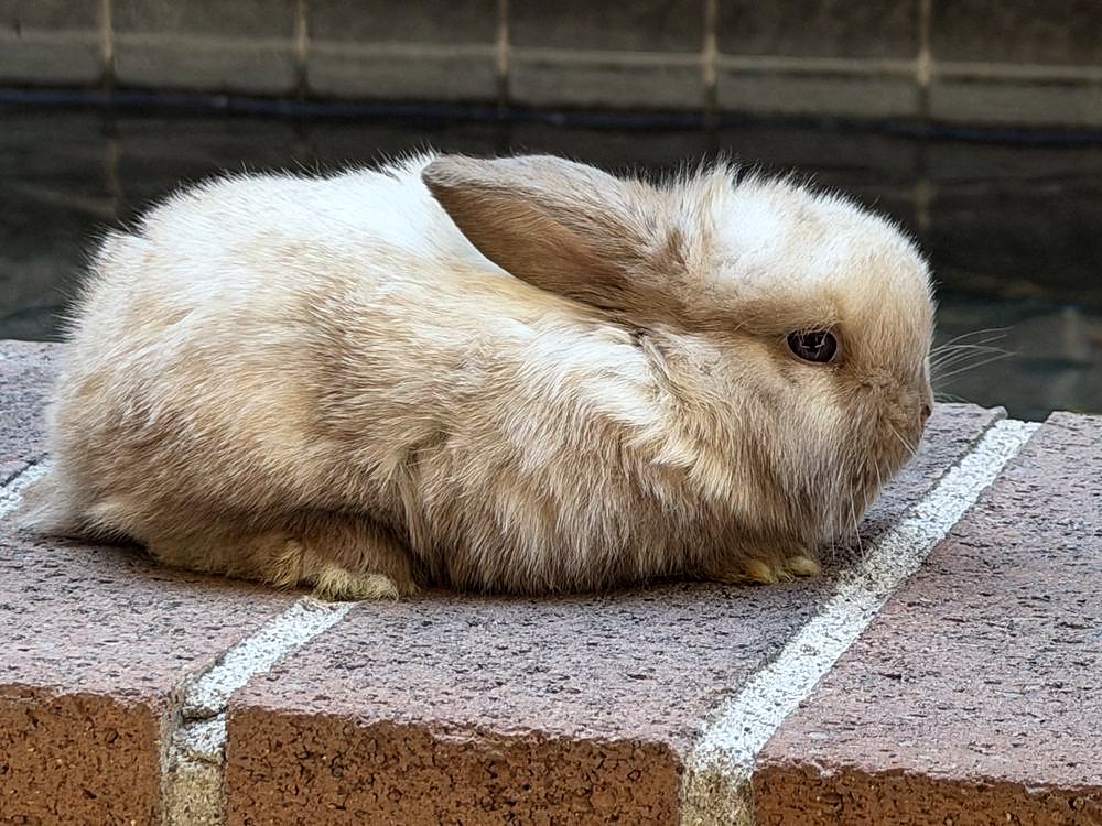 Sundae, a sable point Holland Lop cross