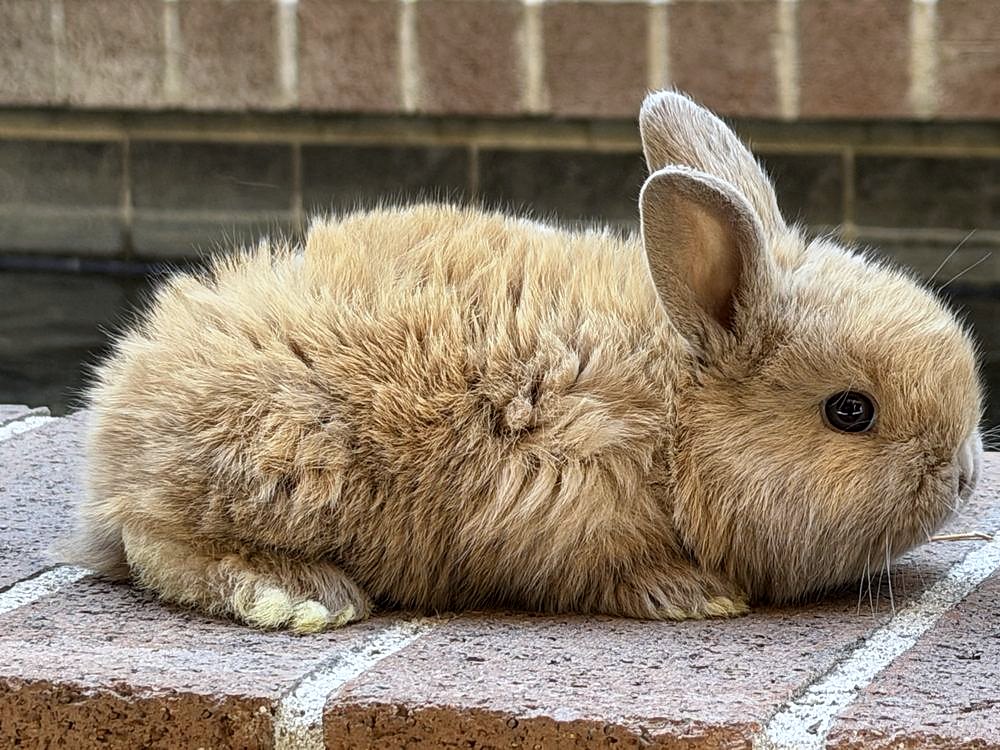 Teddy, a fawn Holland Lop cross