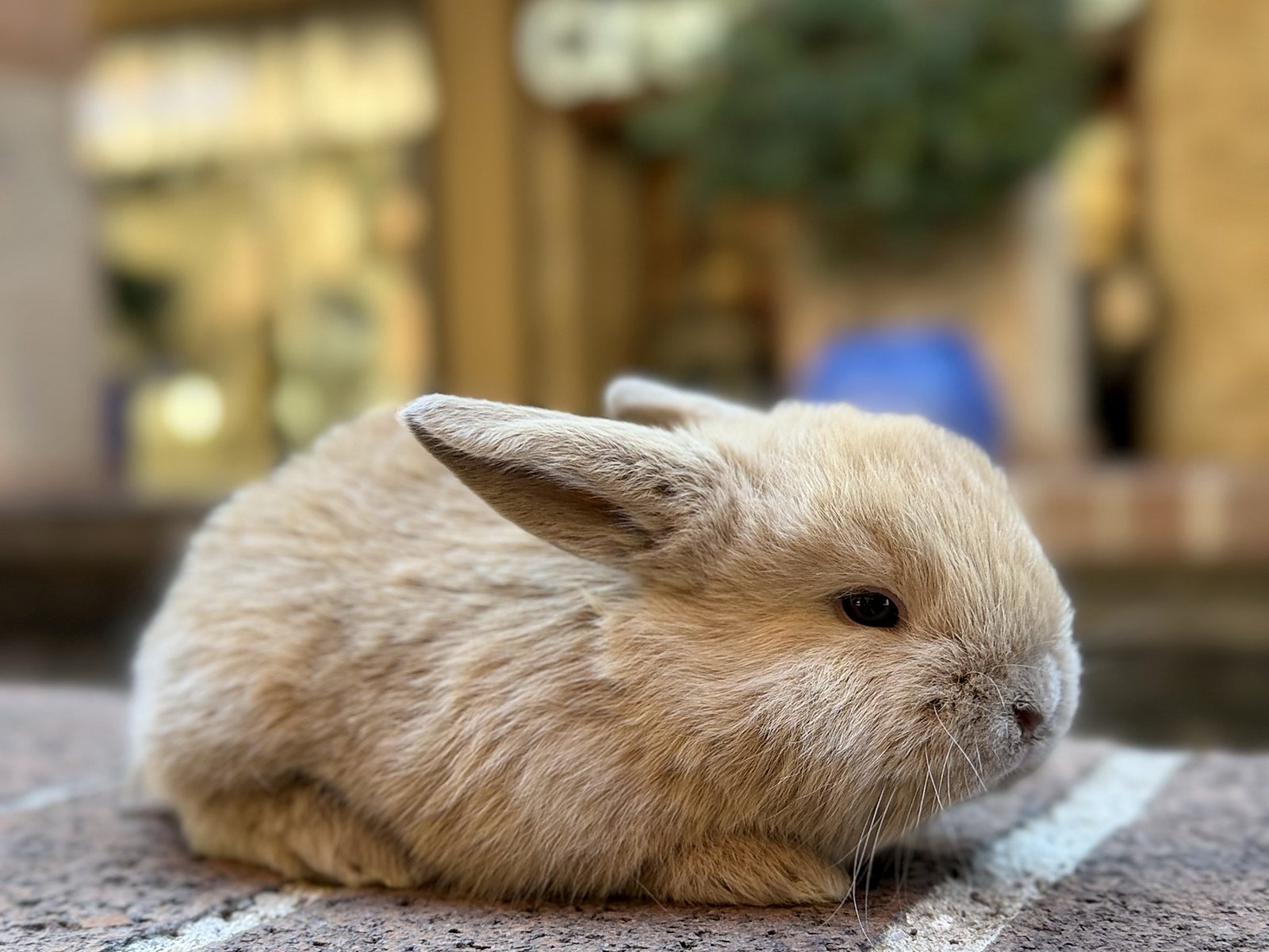 Toffee, a fawn Holland Lop cross